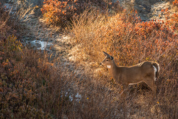 A white tail deer standing in profile along a game trail beside a busy highway in Halifax Nova Scotia.