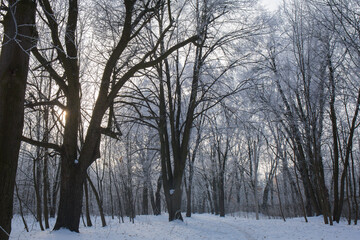 Sunny morning in a thick forest