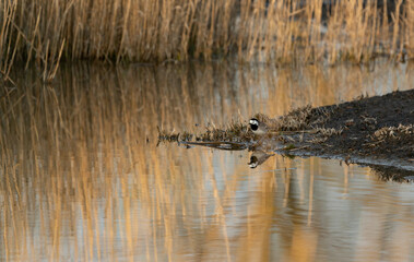 Obraz premium White wagtail with an extraordinary reflection in a lake