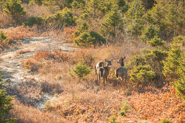 A group of white tail deer browse along a game trail beside a busy highway in Halifax Nova Scotia.