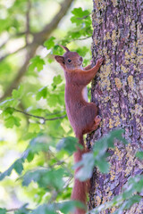 European red squirrel in a forest in Germany in summer