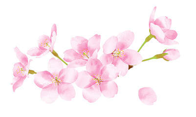 桜　水彩風イラスト　花の集まり大 © muni