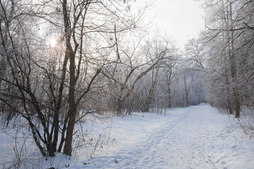 Obraz na płótnie Canvas A wonderful sunny morning in winter