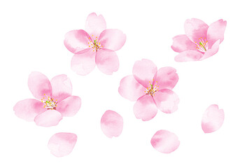 桜　水彩風イラスト　花と花びら