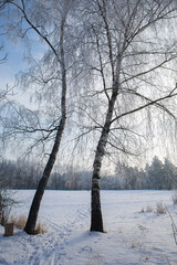 Two birches on the lawn in winter