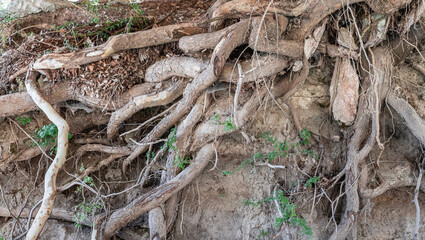 Tree root overflowing out of the ground