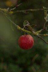 An apple trees in the Forest