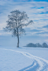 Solitary tree and tracks in the snow in a wintery landscape, exemplified here by the Swabian Alb near Muensingen, Baden-Wurttemberg, Germany.