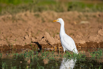 Cattle egret, bubulcus ibis, Morocco