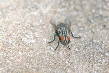 A fly perched on the floor 