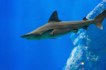 Requin gris de récif(Carcharhinus amblyrhynchos,Requin dagsit,Requin à queue noire)