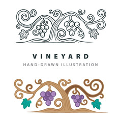 Grapevine. Vineyard vintage style hand drawn vector illustrations set.