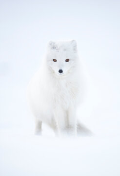 Arctic fox (Alopex lagopus) in winter pelage, camouflaged in snow. Svalbard, Norway, April 