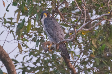 Peregrine falcon