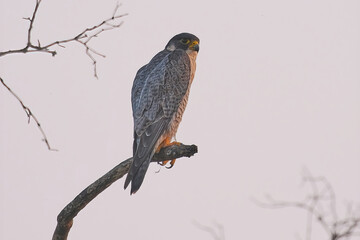 Peregrine falcon