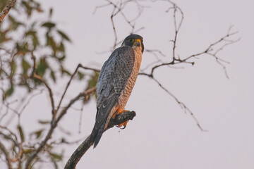 Peregrine falcon