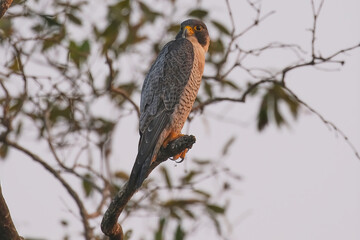 Peregrine falcon