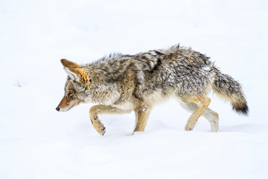 Coyote (Canis latrans) foraging on ice. Madison Valley, Yellowstone National Park, USA. February. 
