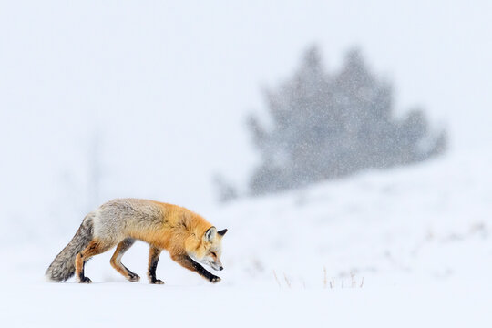 Red fox (Vulpes vulpes) foraging in falling snow in winter. Hayden Valley, Yellowstone National Park, USA. February. 