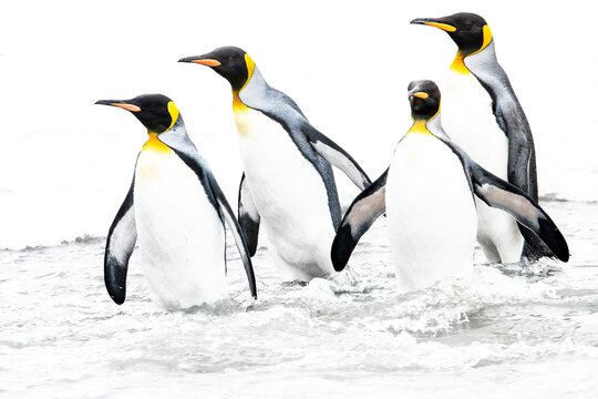 King penguin (Aptenodytes patagonicus), four returning to sea. St Andrews Bay, South Georgia. November. 