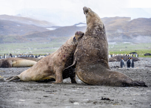 Southern elephant seal (Mirounga leonina), two males fighting in colony amongst King penguins (Aptenodytes patagonicus). St Andrews Bay, South Georgia. November. 