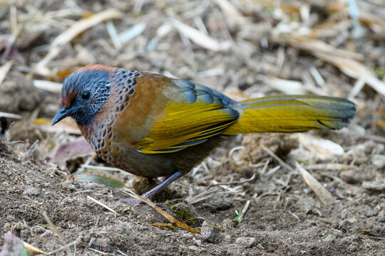 Chestnut-crowned laughing thrush (Trochalopteron erythrocephalum) foraging, Singalila National Park, India. 