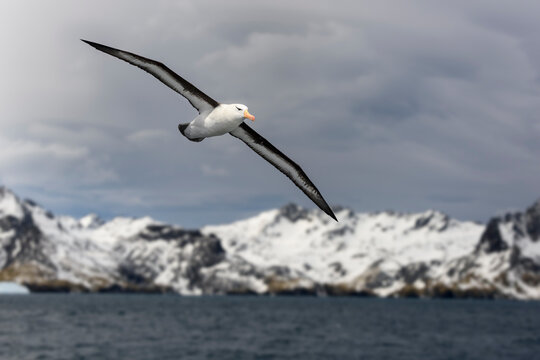 Black-browed albatross (Thalassarche melanophris) in flight, snow covered coastline in background. Cooper Bay, South Georgia. November 2018. 