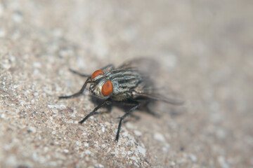 a fly perched on the floor 