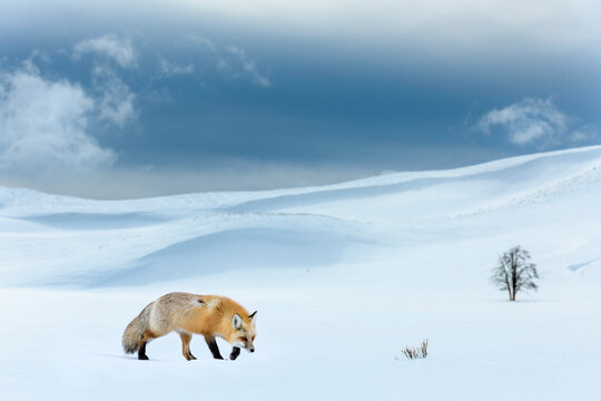 Red fox (Vulpes vulpes) foraging in snow covered valley. Hayden Valley, Yellowstone National Park, USA. February 2019. 