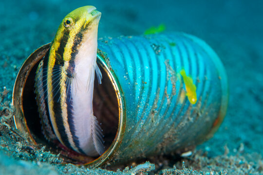 Shorthead fangblenny (Petroscrites breviceps) living in a discarded tin-can, with a pair of pygmy lemon gobies (Lubricogobius exiguus). Dauin, Philippines.