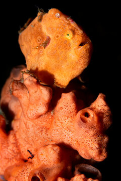 Portrait of an Orange painted frogfish (Antennarius pictus) on an orange sponge. North Sulawesi.