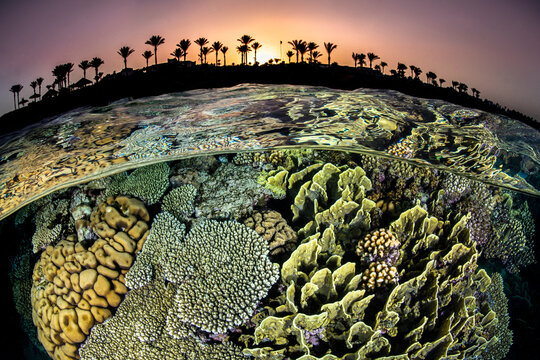 Split level photo of a coral reef with hard corals (Acropora sp., Millepora sp. and Pocillopora sp.) and the shore with palm trees, at sunset. Red Sea