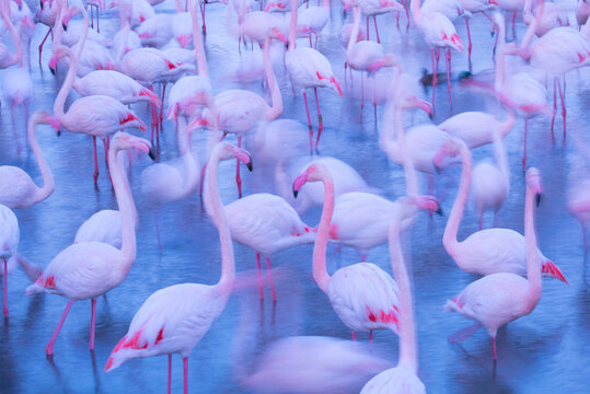 Greater flamingo (Phoenicopterus roseus) flock blurred, Camargue, France.