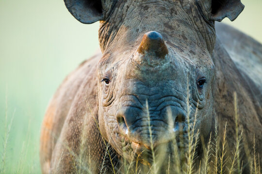 Black rhinoceros (Diceros bicornis) close-up, Itala Game Reserve, KwaZulu-Natal, South Africa. Critically endangered species. 
