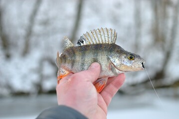 Winter fishing on the river, roach and perch fishing.