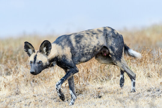 African painted dog (Lycaon pictus) outside den, Ngorongoro Conservation Area, Tanzania. 
