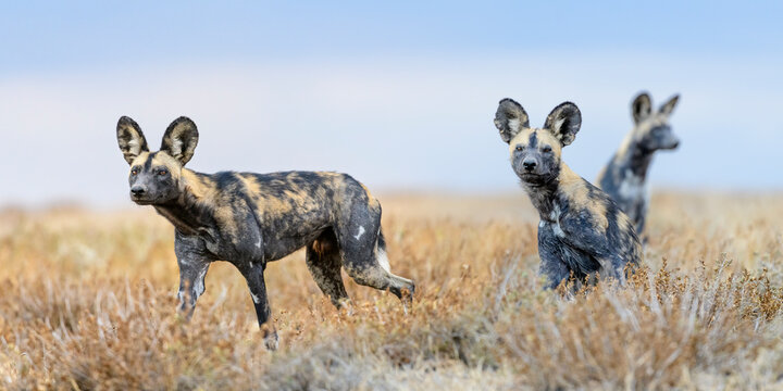 African painted dogs (Lycaon pictus) outside den, Ngorongoro Conservation Area. Tanzania. 