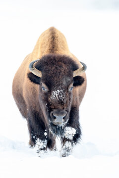 American bison (Bison bison) female walking on the snow covered road. Yellowstone National Park, USA. January 
