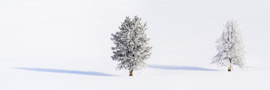 Lodgepole pines (Pinus contorta) covered in heavy early morning hoar frost. Yellowstone National Park, USA. January. Digitally stitched image. 