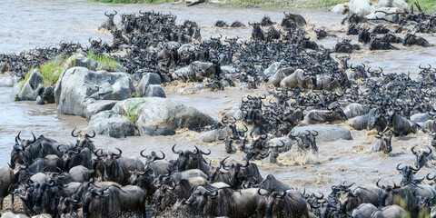 Herds of White-bearded wildebeest (Connochaetes taurinus albojubatus) crossing the Mara River. Serengeti National Park, Tanzania. 