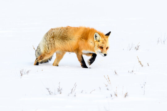 Red fox (Vulpes vulpes) walking through deep winter snow. Yellowstone National Park, USA. January 