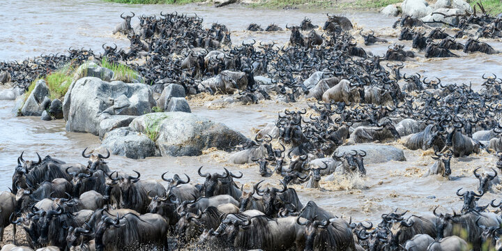 Herds of White-bearded wildebeest (Connochaetes taurinus albojubatus) crossing the Mara River. Serengeti National Park, Tanzania. 