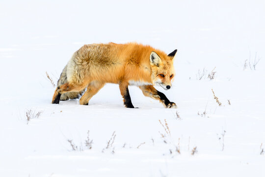 Red fox (Vulpes vulpes) walking through deep winter snow. Yellowstone National Park, USA. January 