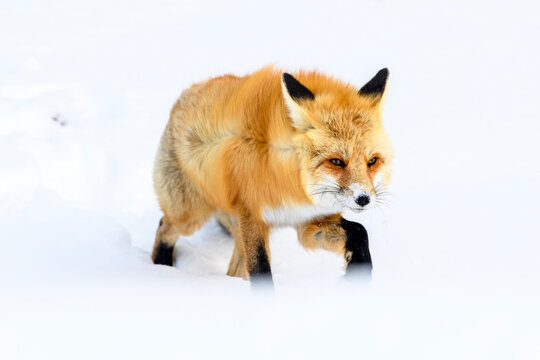 Red fox (Vulpes vulpes) running through deep winter snow. Yellowstone National Park, USA. January 