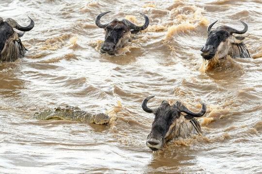 Nile crocodile (Crocodylus niloticus) waiting to attack White-bearded wildebeest (Connochaetes taurinus albojubatus) as they cross the Mara River. Serengeti National Park, Tanzania. 