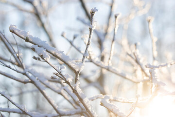 winter Sunny day, stems and branches of plants in a brilliant frosty frost, defocus light