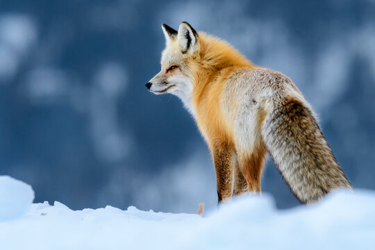 Red fox (Vulpes vulpes) in deep snow. Yellowstone National Park, USA. January 