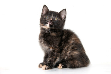Portrait of a small tricolor kitten on a white background.  Tiny Tortoiseshell Kitten. A cute and funny kitten with green eyes.  A curious kitten. Close-up. White background.