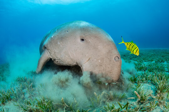 Dugong (Dugong dugon) feeding on a seagrass meadow (Halophila stipulacea), accompanied by a young Golden trevally (Gnathanodon speciosus). Egypt. Red Sea 