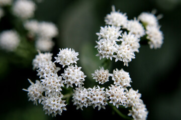 Closeup of White Flowers